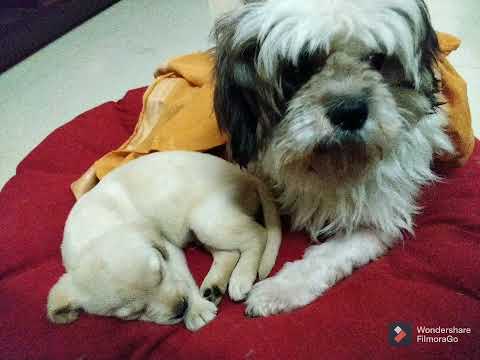 when shit-tzu meets labrador puppy🤩😍(when Bruno meets anbu😴)