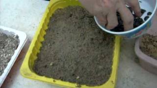 How to grow amaryllis seed