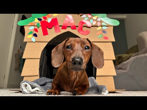Cozy Christmas cabin for a mini dachshund!