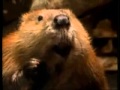 Really Wild Animals Amazing North America DVD