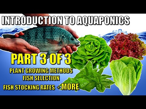 Introduction to Aquaponics: Part 3 | Grow Bed Types, All Things FISH +MORE 🐟🍅🥬