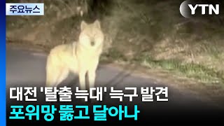 대전 '탈출 늑대' 늑구 발견...포위망 뚫고 달아나 / YTN