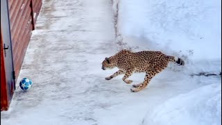 Герда врезалась в дверь🫣 Мы наблюдали из окна как она играет с мячом на снег