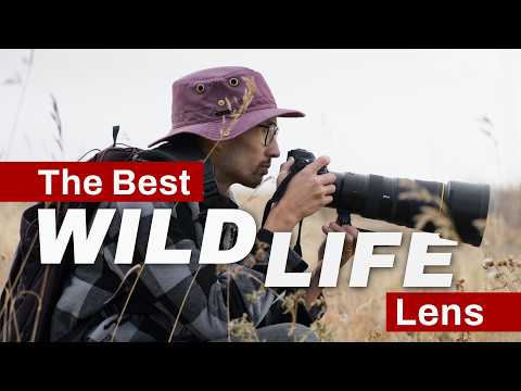 Nikon Z 600mm f/6.3 VR S Review: The Best LIGHT Wildlife Lens