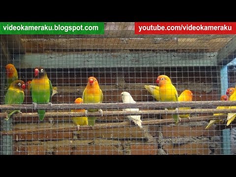 1 Hour Lovebird Sounds Aviary Series V3 - High Quality Audio Live Recording