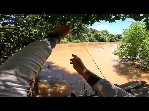 Mandi Amarelo Gigante do Rio dos Bois em Edealina, Goiás. Pura emoção!!🎣🎣