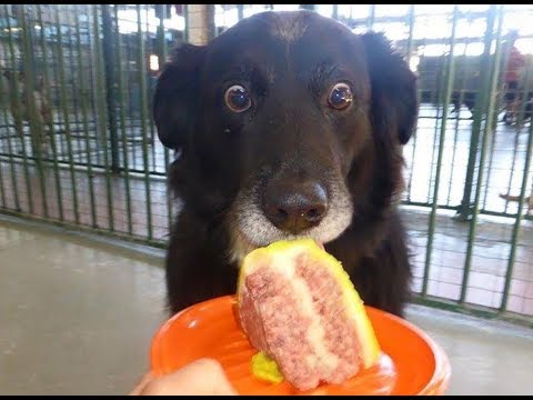 סרטון מצחיק במיוחד של כלבים ברגעים משעשעים