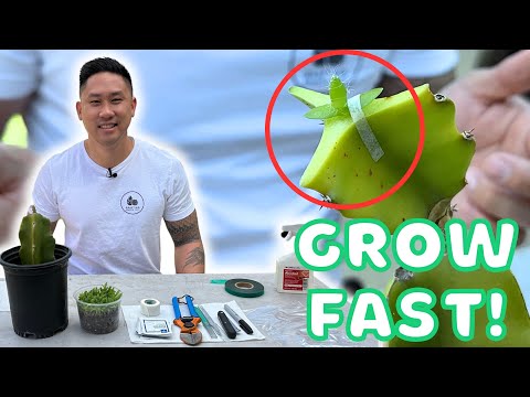 How To Graft A Dragon Fruit Seedling To Expedite Growth & Get Fruits Super Fast!