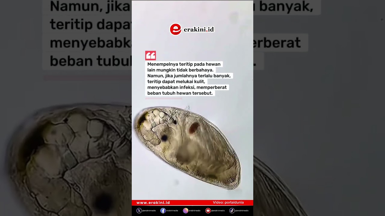 Teritip Setia Menempel Seumur Hidup