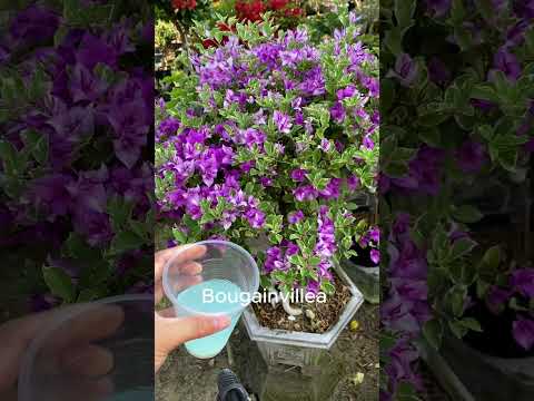 How to make bougainvillea bloom in 4 seasons #shorts