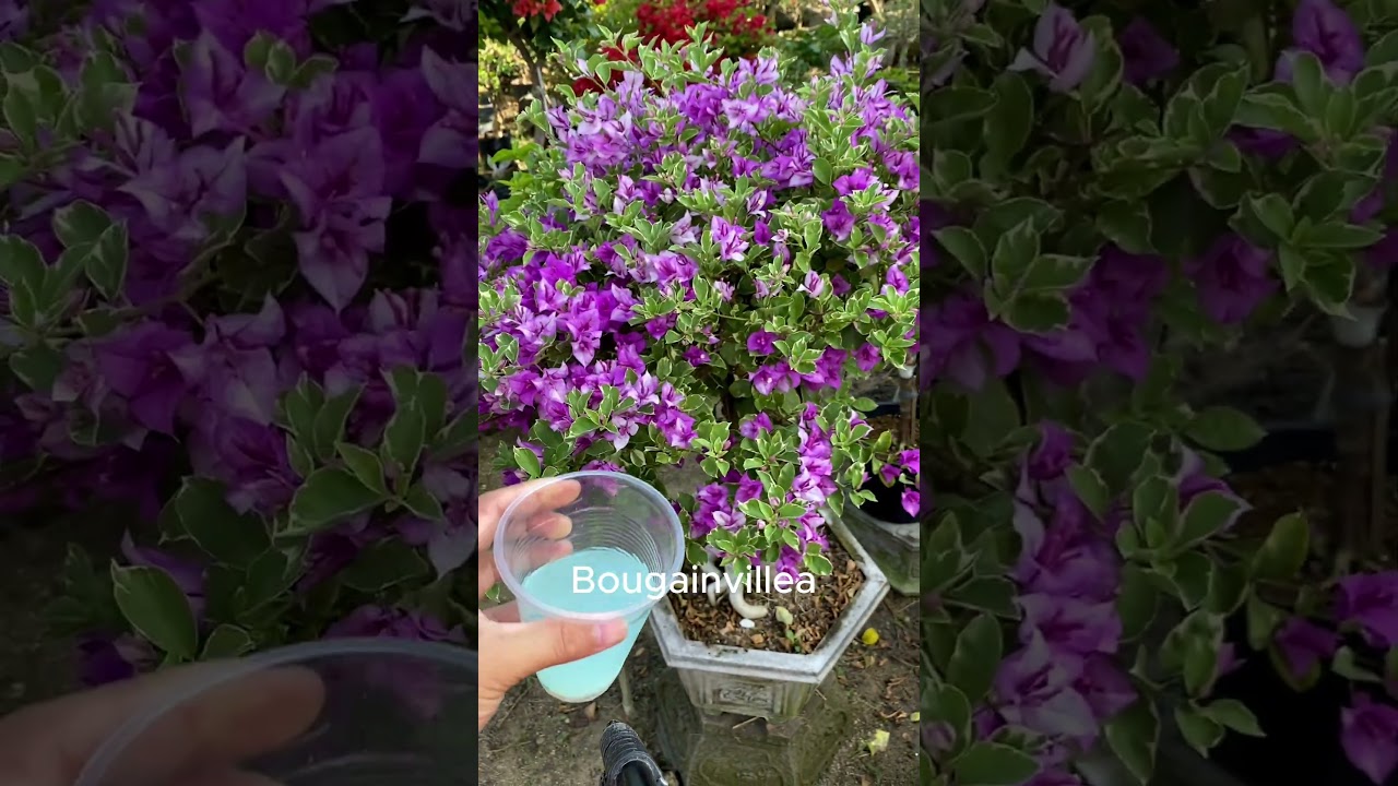 How to make bougainvillea bloom in 4 seasons #shorts