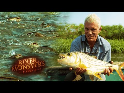Feeding Frenzy Phenomenon | SPECIAL EPISODE | River Monsters