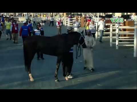 Sh Mhd Cup 160 CEN 4 January 2020 DIEC bib 324 Bogador de Piboul 4th