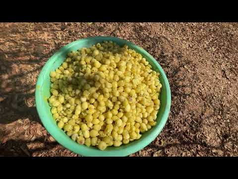 Mahua Flowers | Madhuca longifolia |Mahuda/mahua wine making at home | how to make mahua daru
