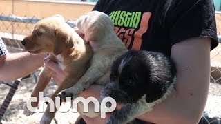 SXSWoof: Ryan Hemsworth Let The Dogs...Out