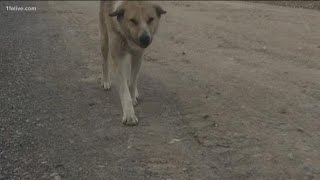 Soldiers bring home dogs from overseas