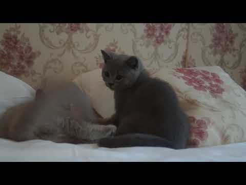 Jarmila & Julian Lazy Town*PL