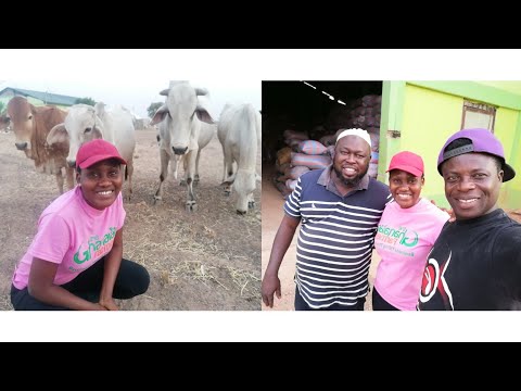 , title : 'My Cattle Farming Started With 4 || Now I Have Over 700 Cattles || Overall National Best Farmer'