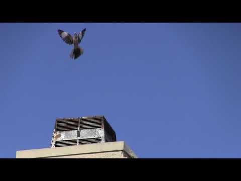 Wonderful Songs of a Northern Mockingbird