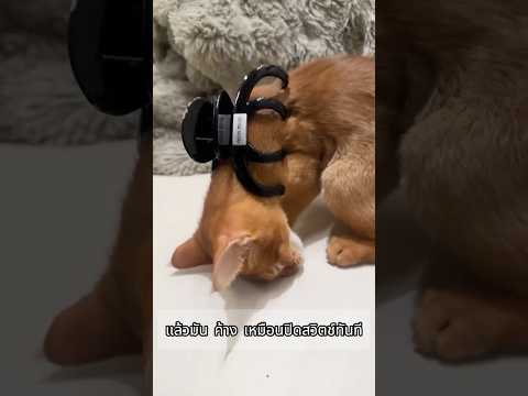 ทำไมแมวถึงค้างเมื่อแตะหลังคอ