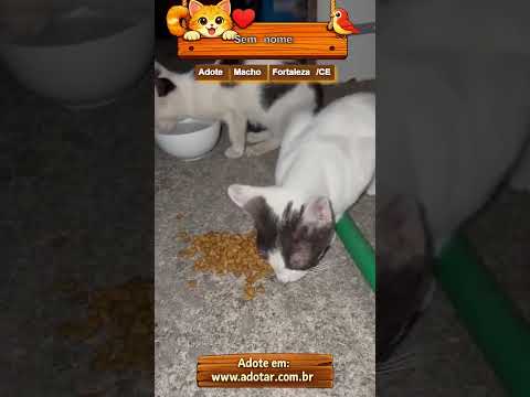 Vídeo de Sem nome