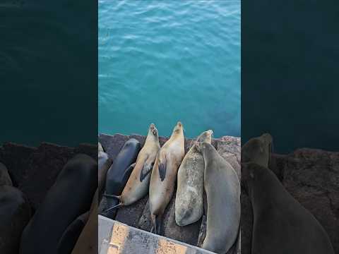 ГАЛАПАГОССКИЕ ШПРОТЫ. ОСТРОВ САН КРИСТОБАЛЬ.  ЭКВАДОР 🇪🇨