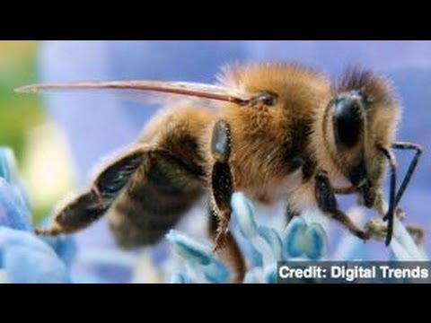 蜂毒能殺死愛滋 Bee Venom Can Kill HIV, Study Says