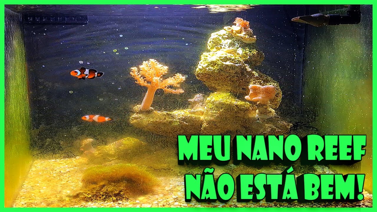MEU AQUÁRIO MARINHO NÃO ESTÁ MUITO BEM!