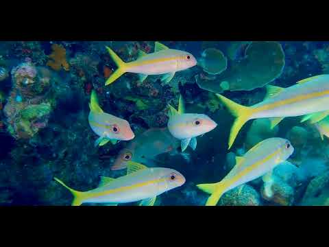 17 Odd-Shaped Swimmers D - scuba diving video