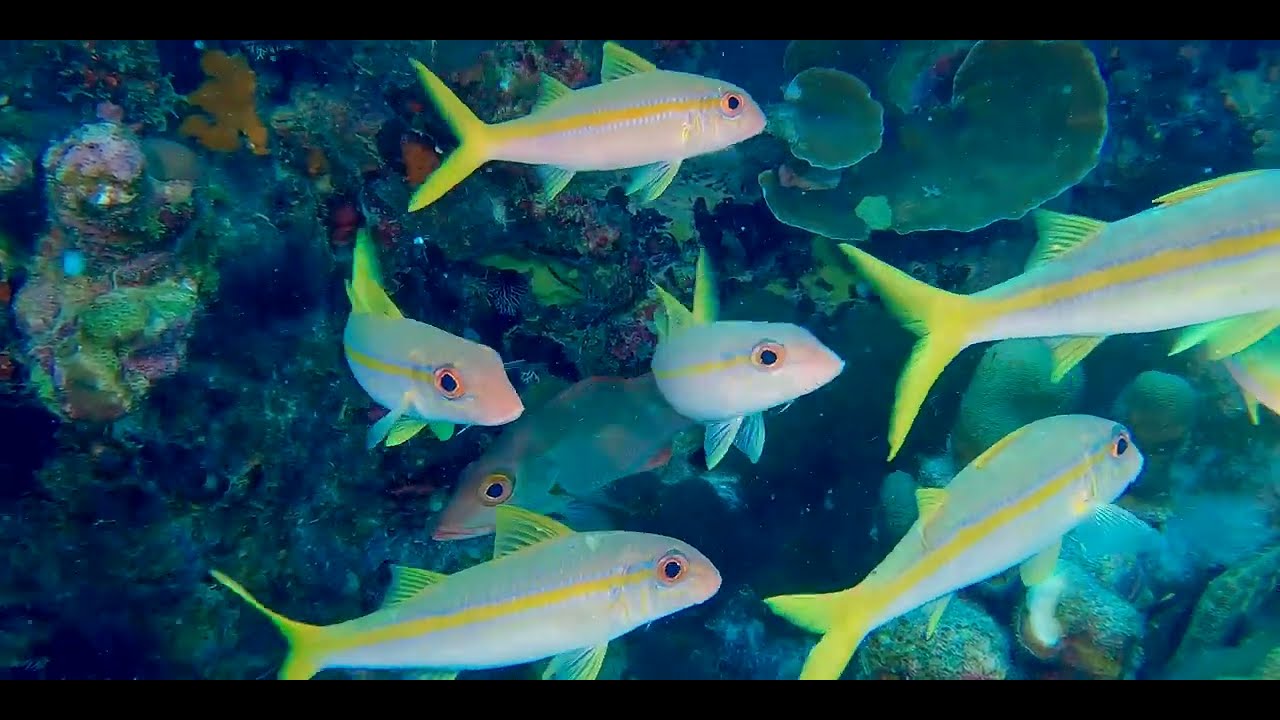 Caribbean Turtle videos, genus and species.