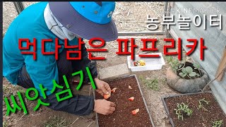 먹고남은 파프리카 씨앗심기.모종사지 마세요~  Planting leftover paprika seeds베란다…