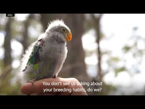 Why You Should Choose the Swift Parrot as Bird of the Year: A Persuasive Pitch from a Swift Parrot