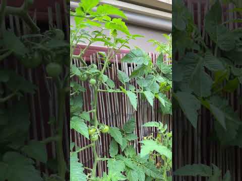 Cherry tomatoes Tiny tim | backyard garden | vegetable garden | organic vegetable | small garden