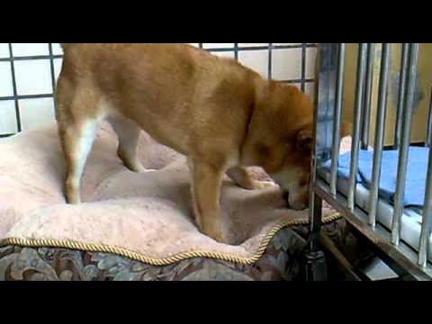 白天版的~~~與床墊大戰(原發表者:DOGI柴)(影片)