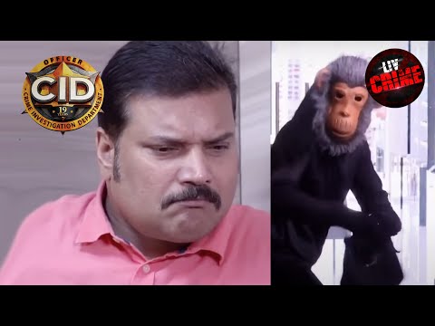 Cid diamond robbery episode Mp4 3GP Video & Mp3 Download unlimited Videos Download Cid diamond robbery episode Mp4 3GP Video & Mp3 Download unlimited Videos Download