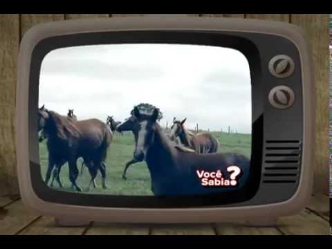 HARAS E RAÇAS - HARAS 42 (SEGUNDA-FEIRA)