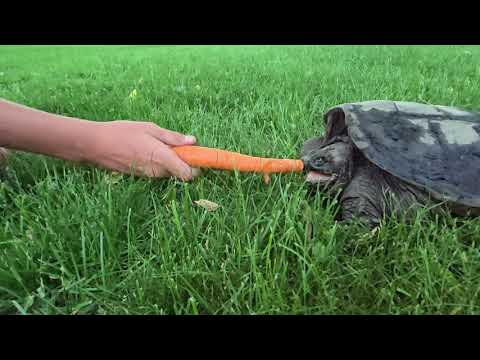 Snapping turtle strike in super slow motion.