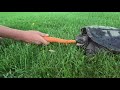 Snapping Turtle Strike In Super Slow Motion