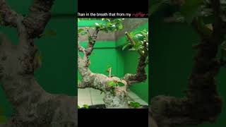 Download lagu Bonsai In Early Summer @therisingofroninbonsai #shorts mp3