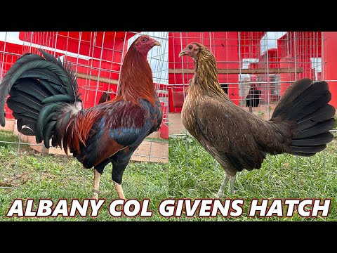 COL GIVENS HATCH ALBANY RED NEWARK FARM - Beautiful Birds Farm Visit