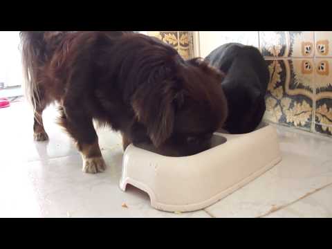 Tedi and Chancy (Dog and Cat sharing Food)