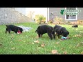 Rottweiler dogs for sale: Addie - Video 1