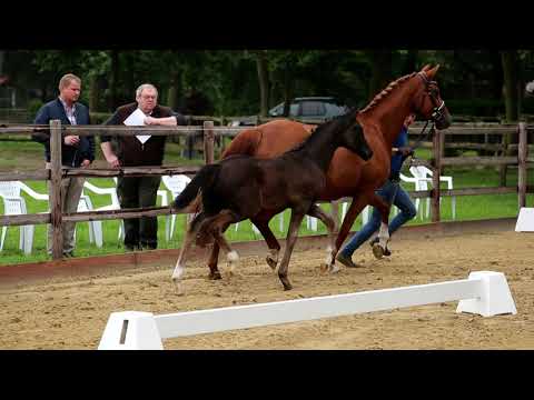 Stutfohlen von Secret x Destano