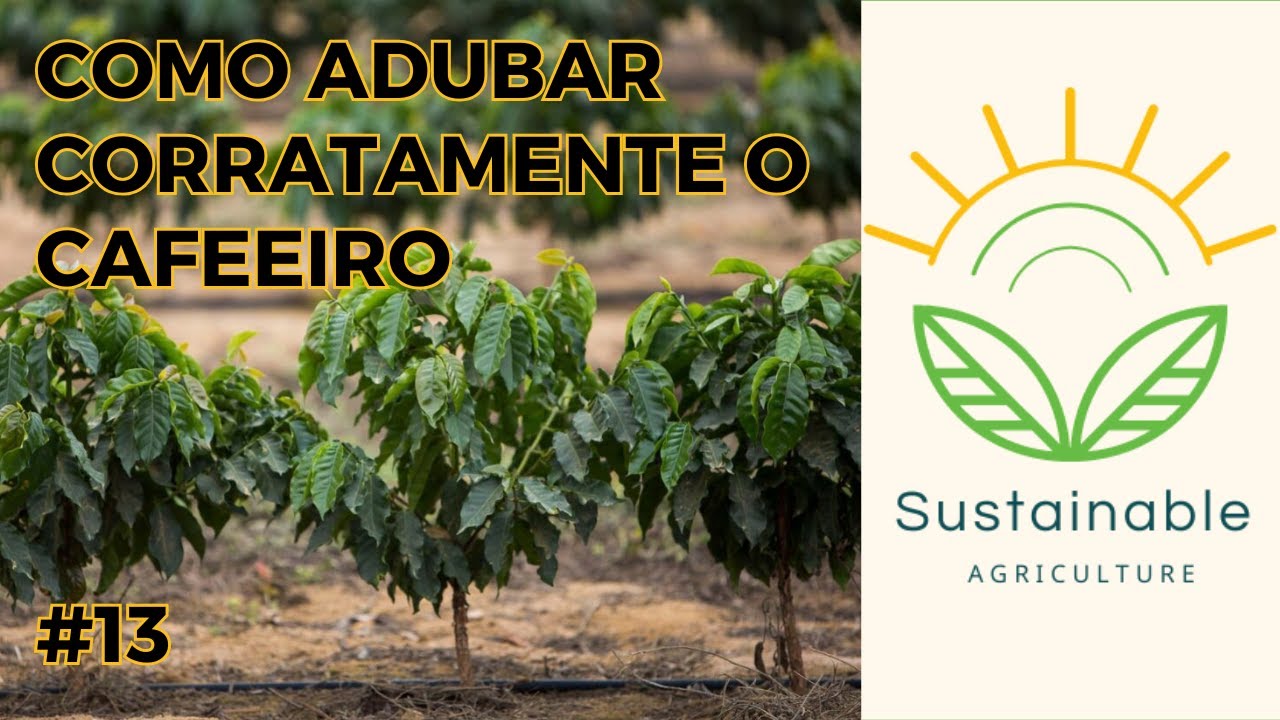 ☕ Como Adubar Corretamente o Cafeeiro: Guia para planejar sua produtividade 🌱