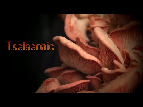 Teslasonic - Mycogen