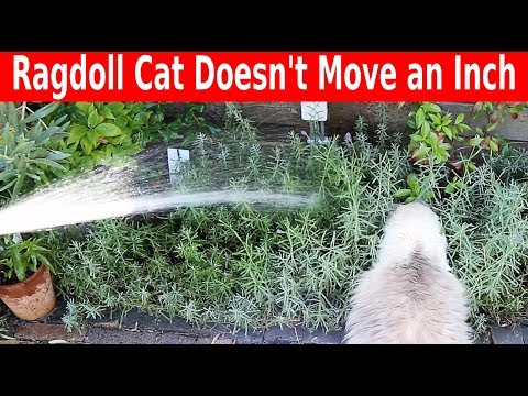 Ragdoll Cat Ignores Water Spraying