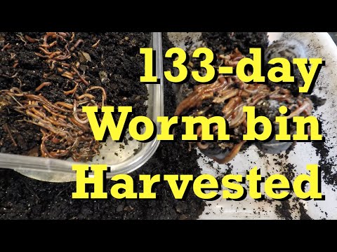 2nd haul-out of worms & harvest of 133-day bin - vermicomposting