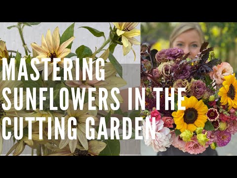 Growing sunflowers with a flower farmer!