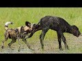 Wild Dog Attacked The Buffalo's baby