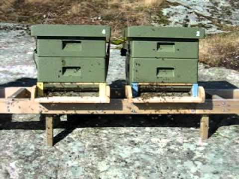 Nya flusterbrädor.AVI